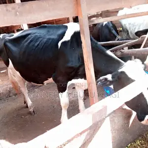 Freshian Cow