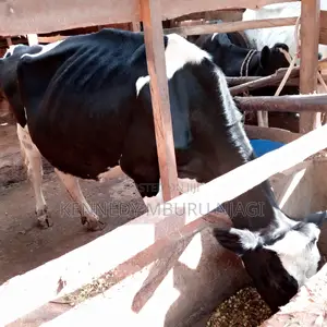 Freshian Cow