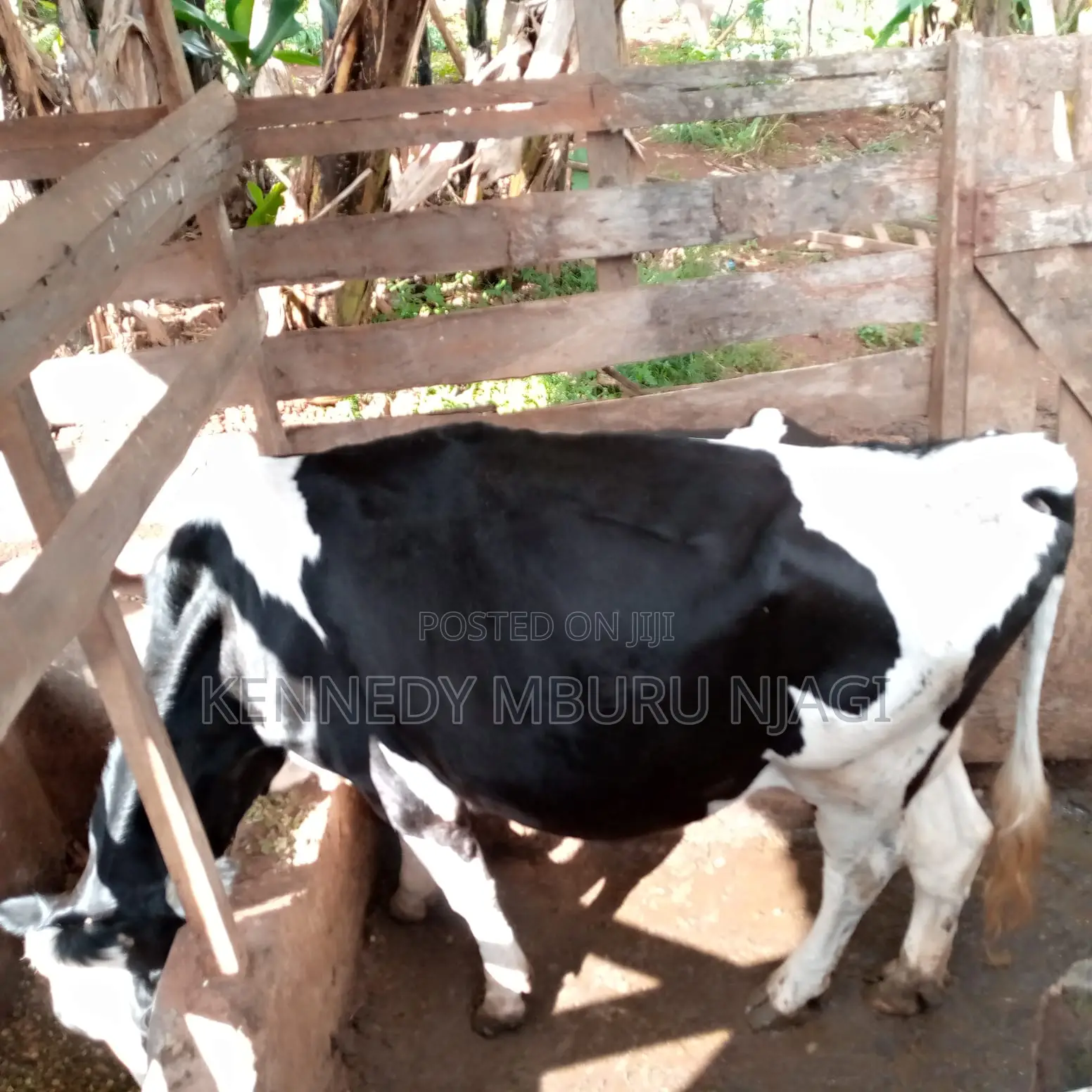 Freshian Cow