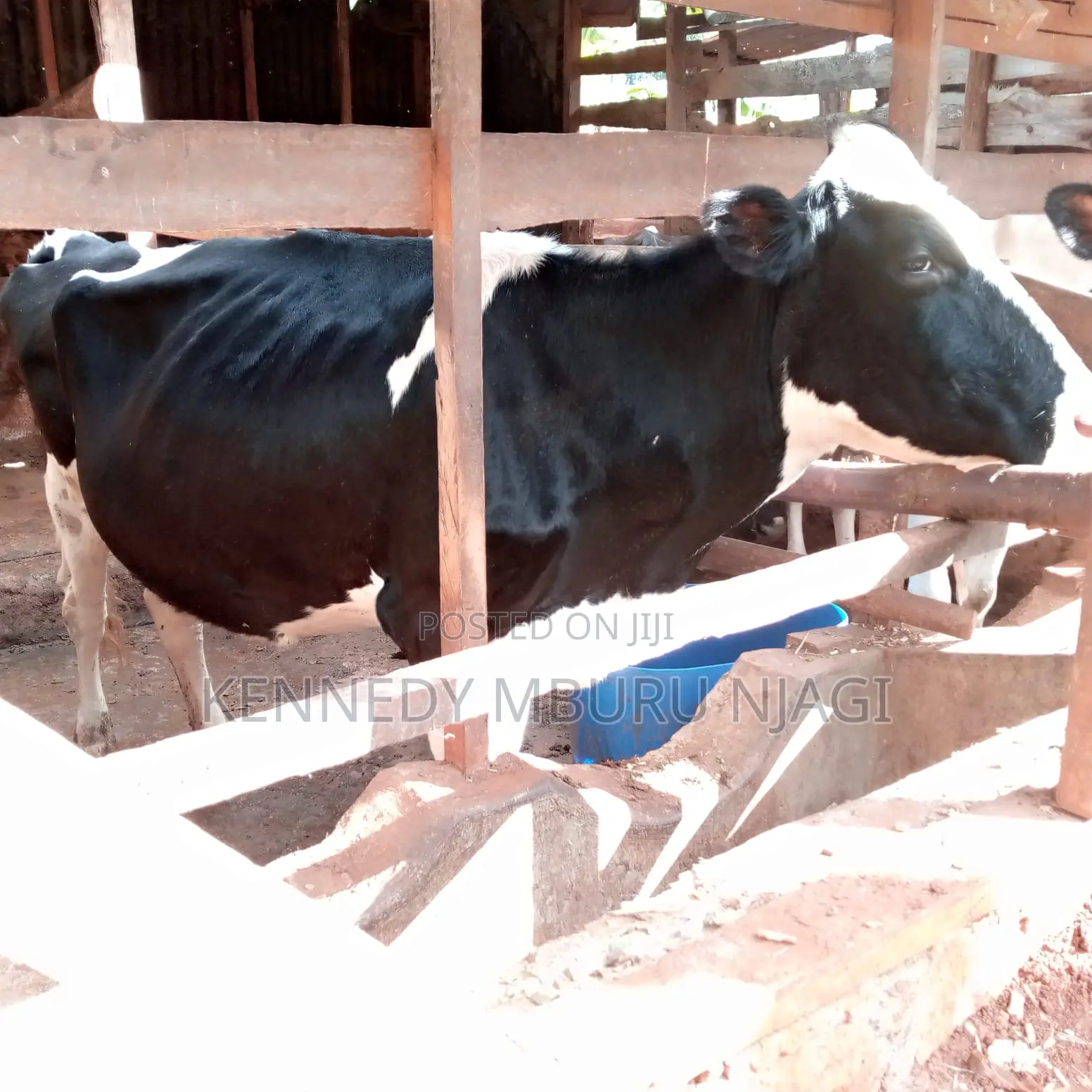 Freshian Cow