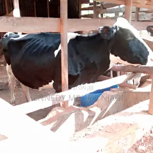 Freshian Cow