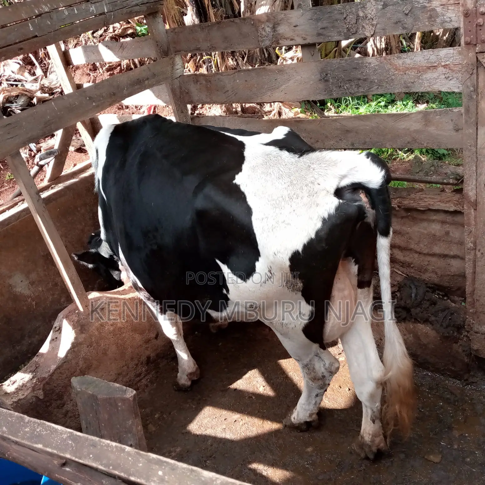 Freshian Cow