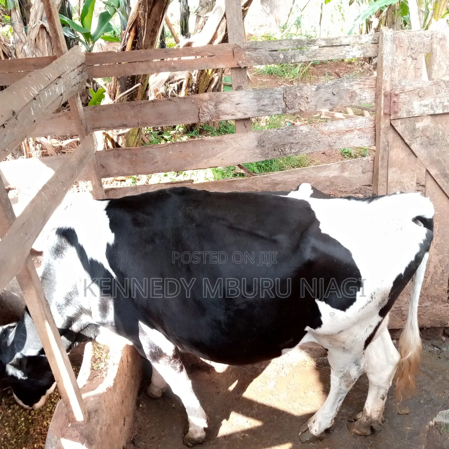 Freshian Cow