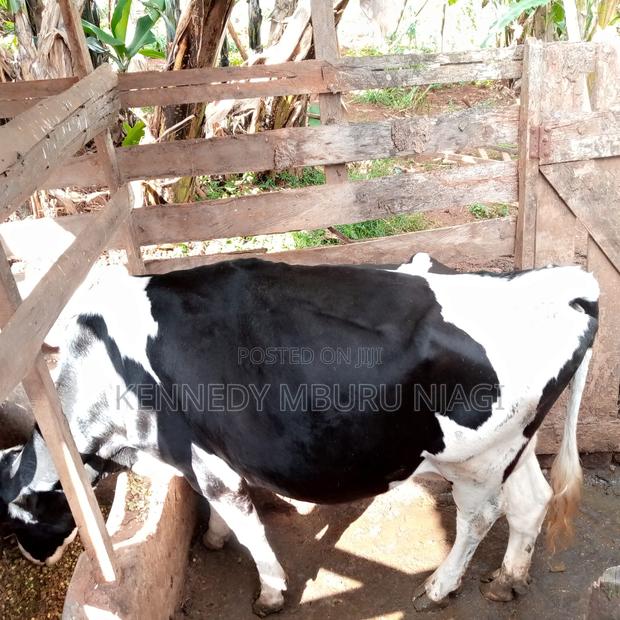 Freshian Cow - thumbnail 7