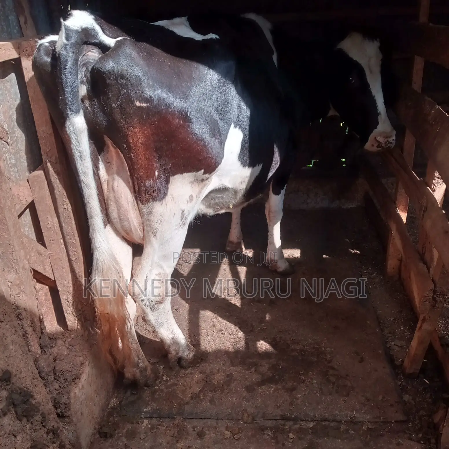 Freshian Cow