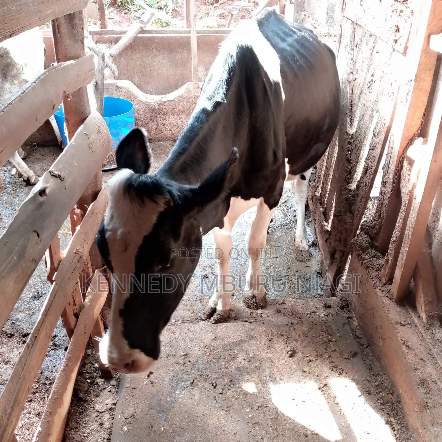 Freshian Cow