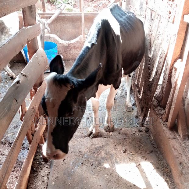Freshian Cow - thumbnail 9