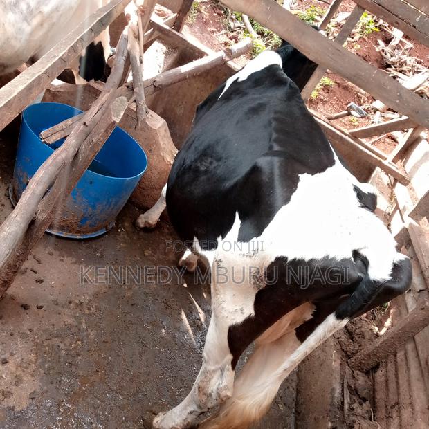 Freshian Cow - thumbnail 10