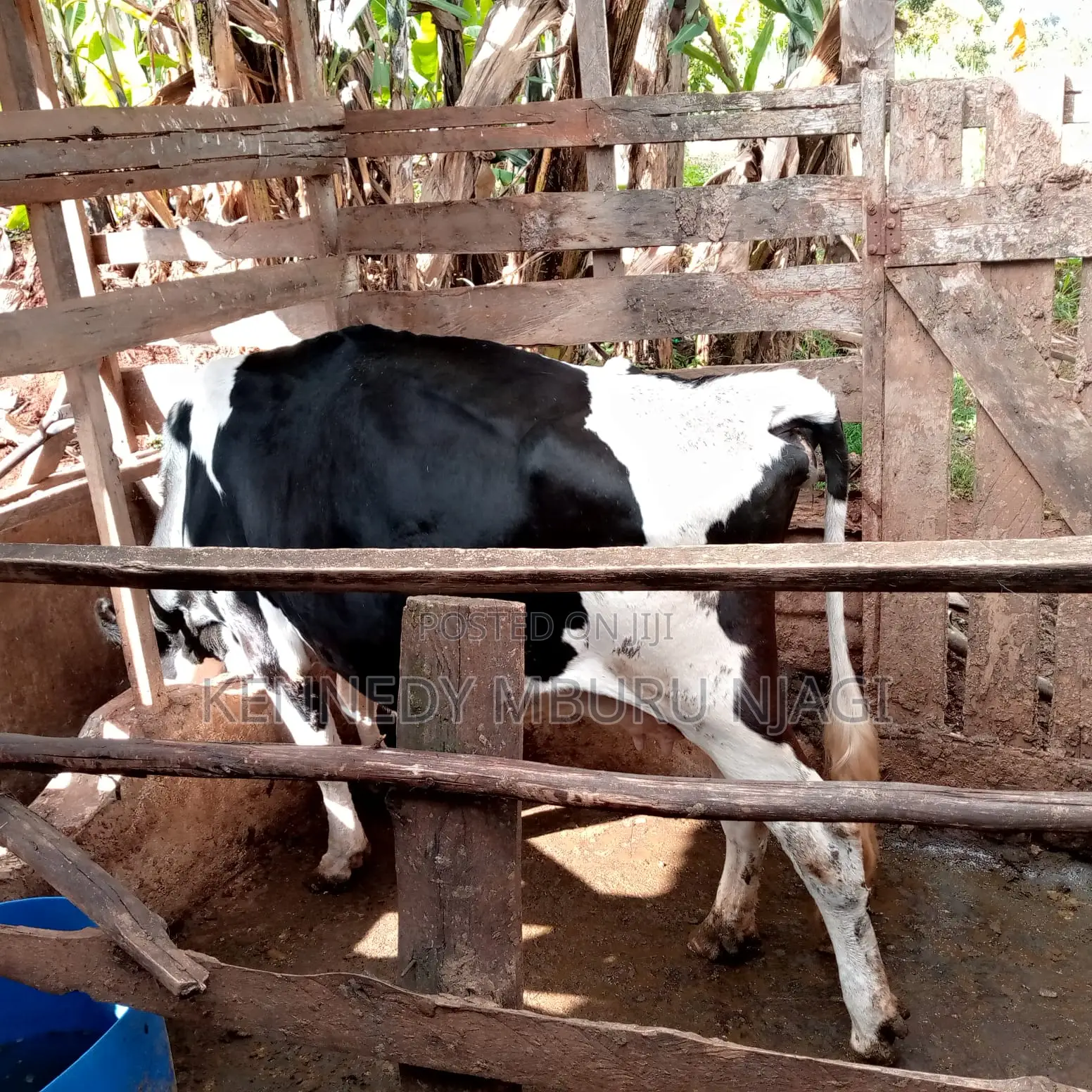 Freshian Cow