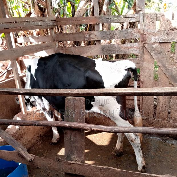 Freshian Cow - thumbnail 11