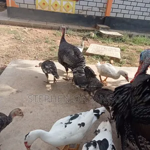 Narragansett Turkeys