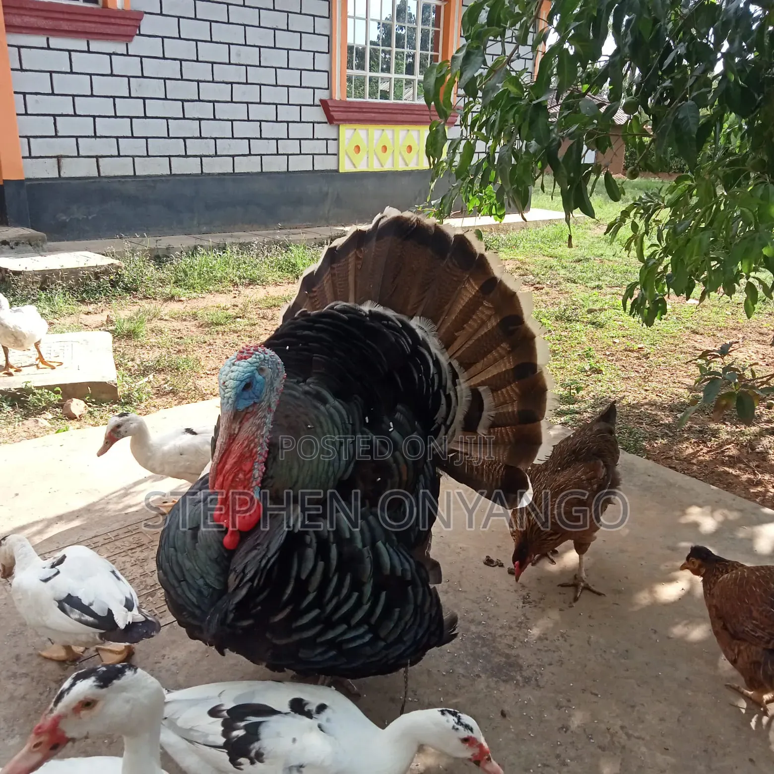 Narragansett Turkeys