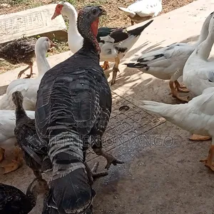 Narragansett Turkeys