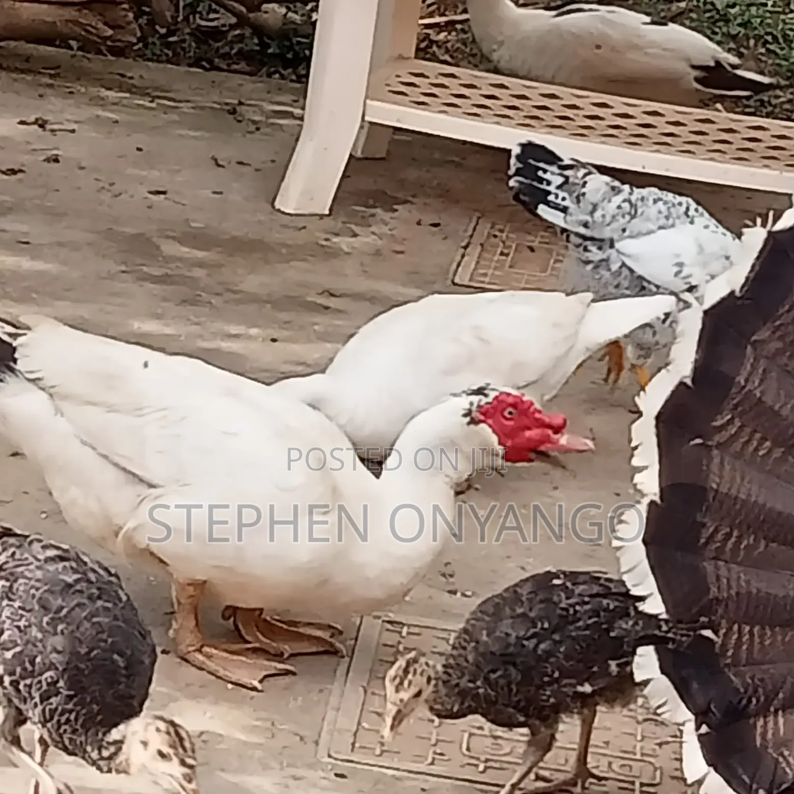 Narragansett Turkeys