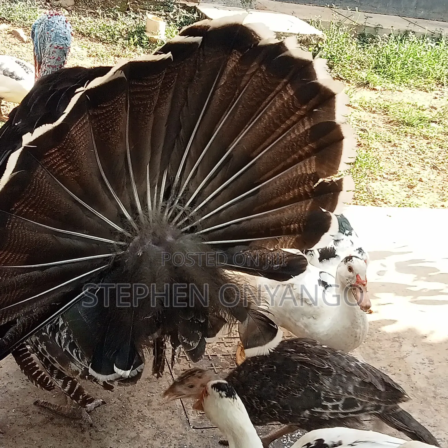 Narragansett Turkeys