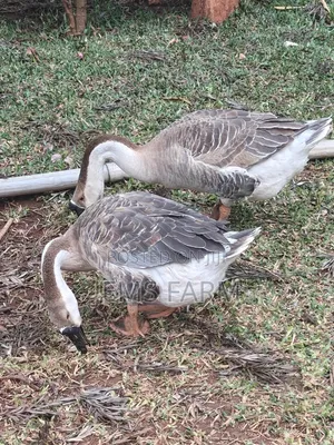 Mature African Goose Pair