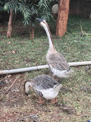 Mature African Goose Pair