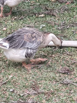 Mature African Goose Pair