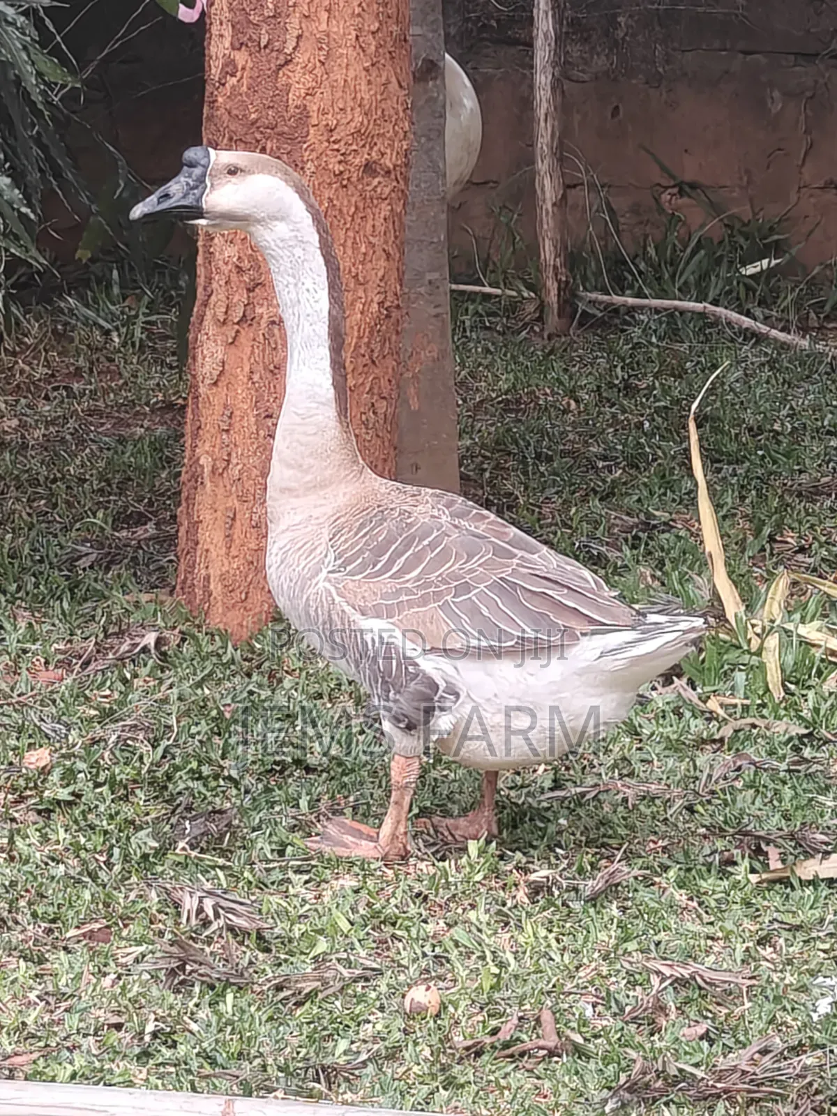 Mature African Goose Pair