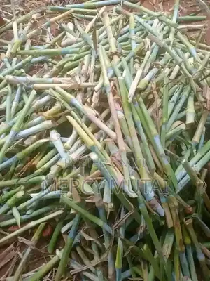Juncao/Pakchong 1 Cuttings