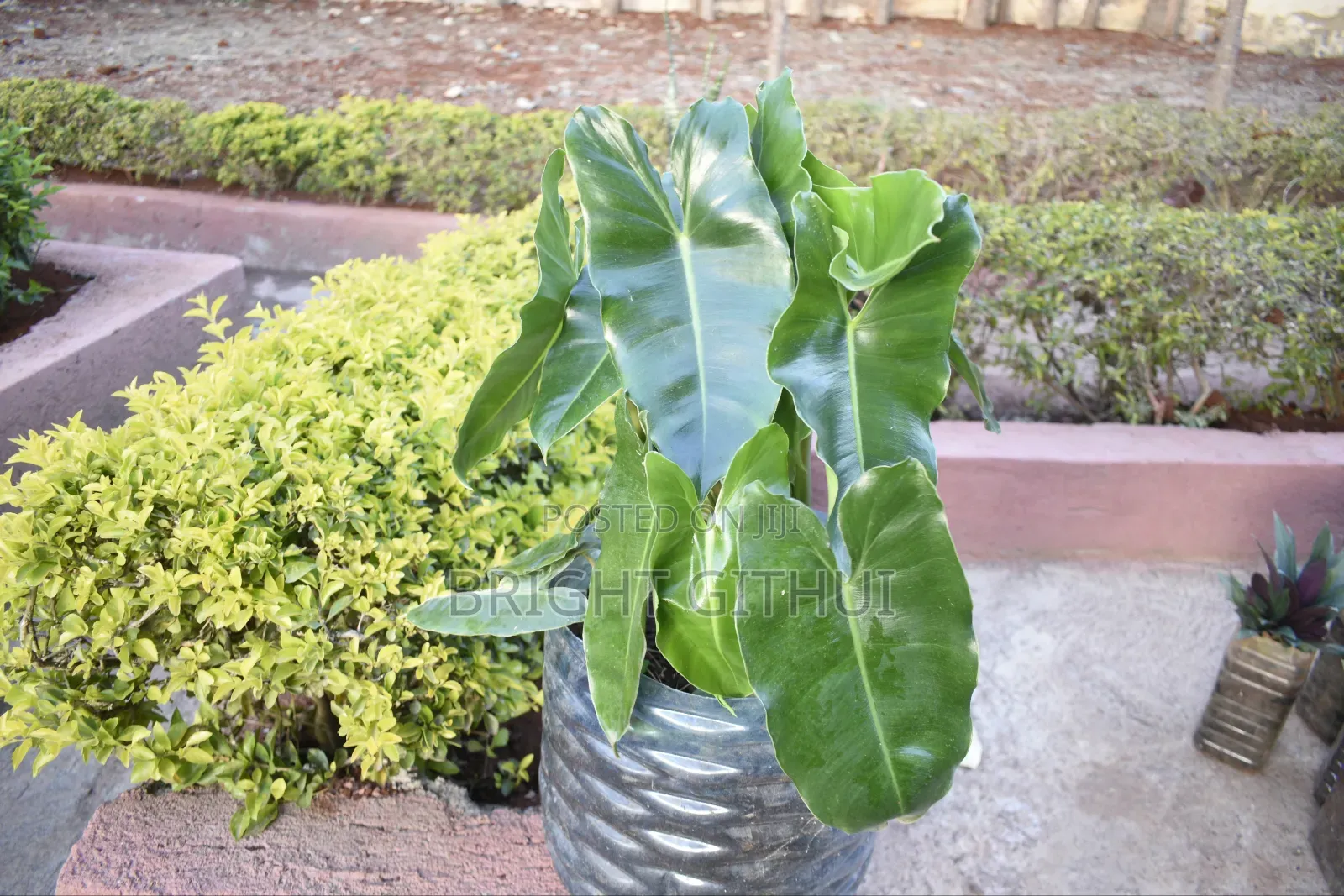 Philodendron Burle Marx