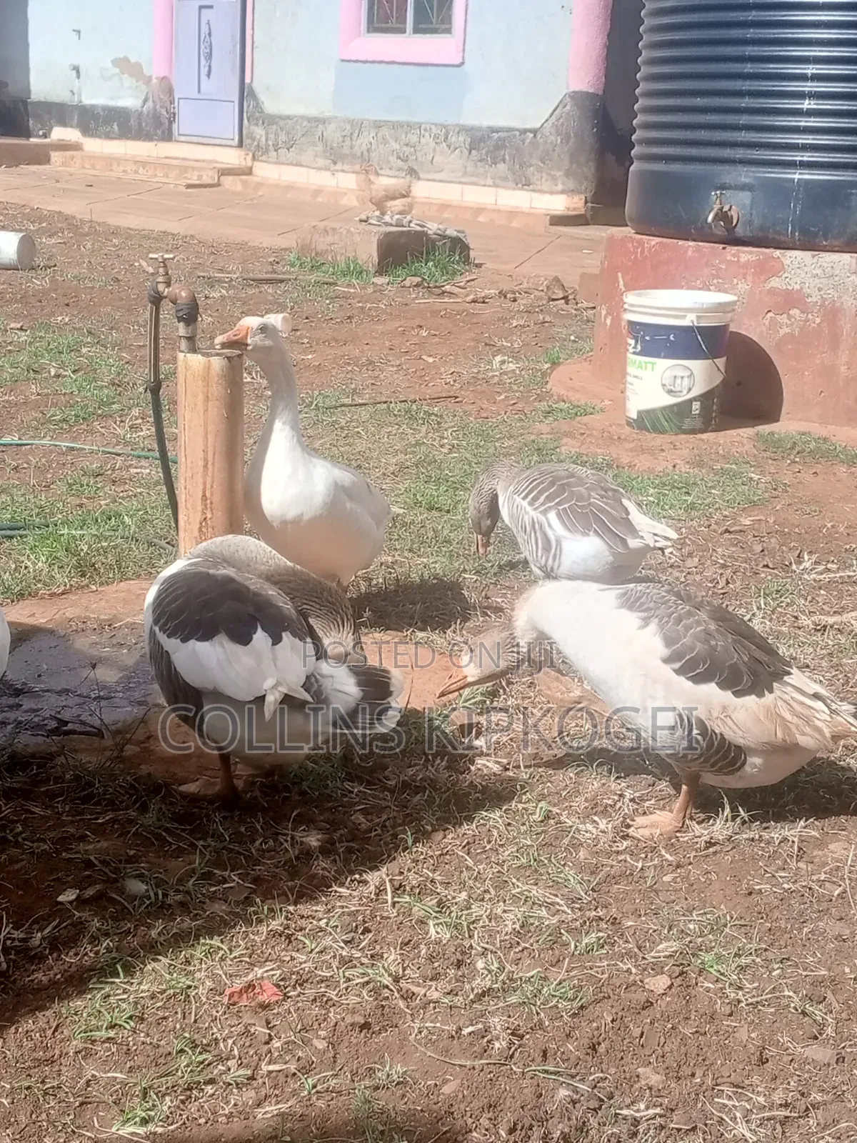Farm Animals