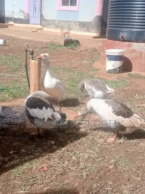 Farm Animals
