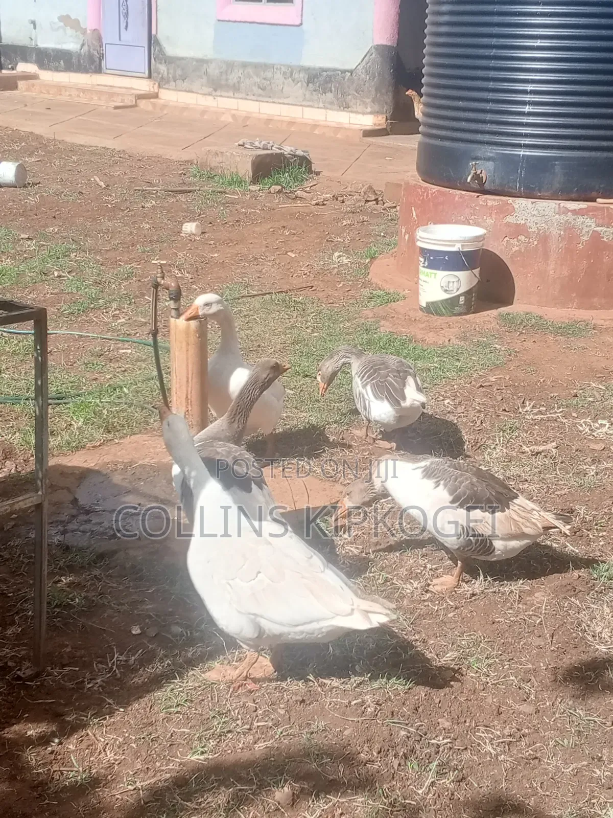 Farm Animals