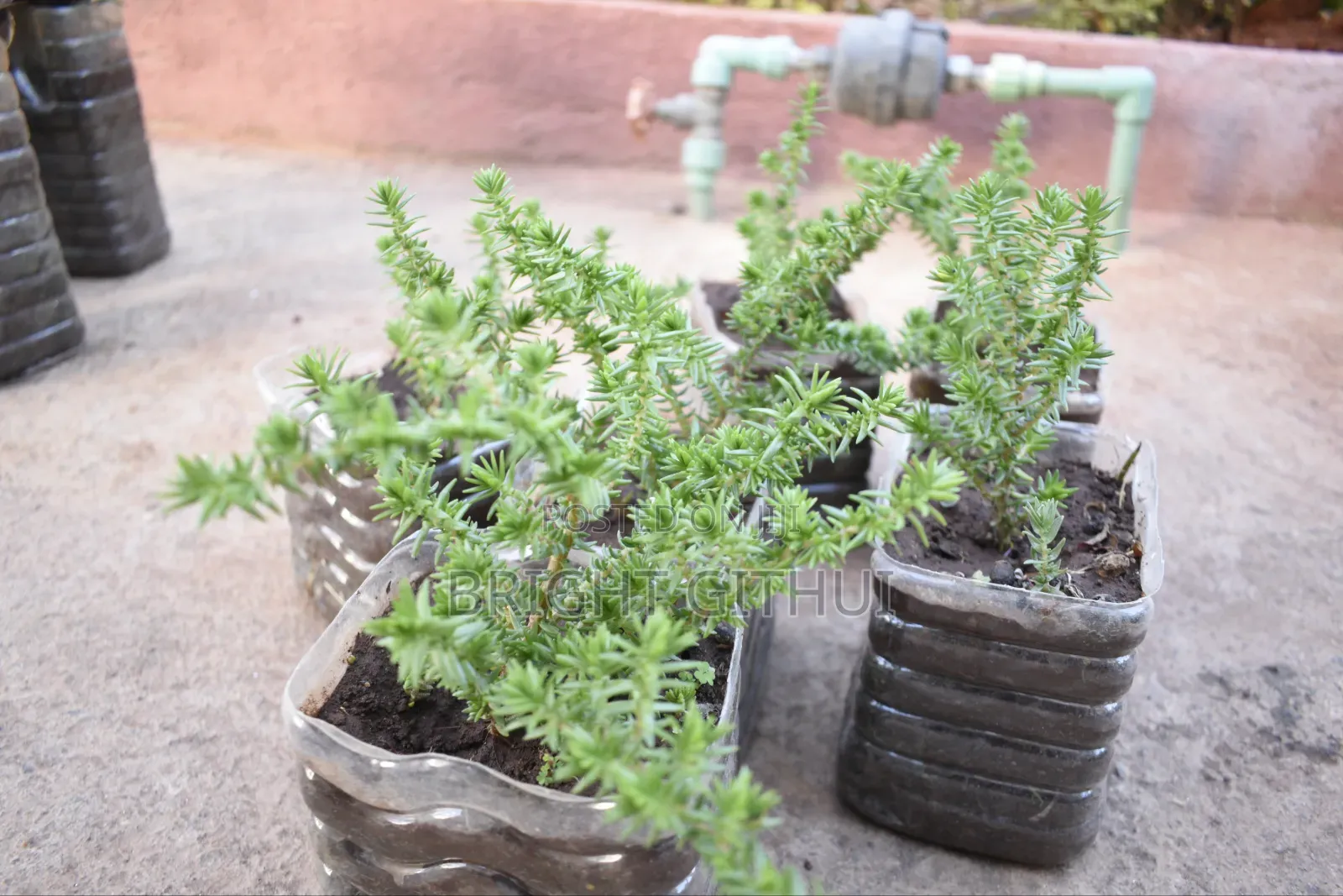 Miniature Pine Tree Succulent(crassula Tetragona)