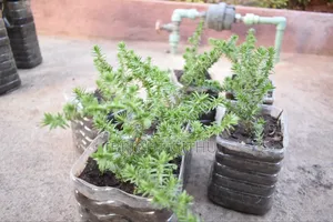 Miniature Pine Tree Succulent(crassula Tetragona)