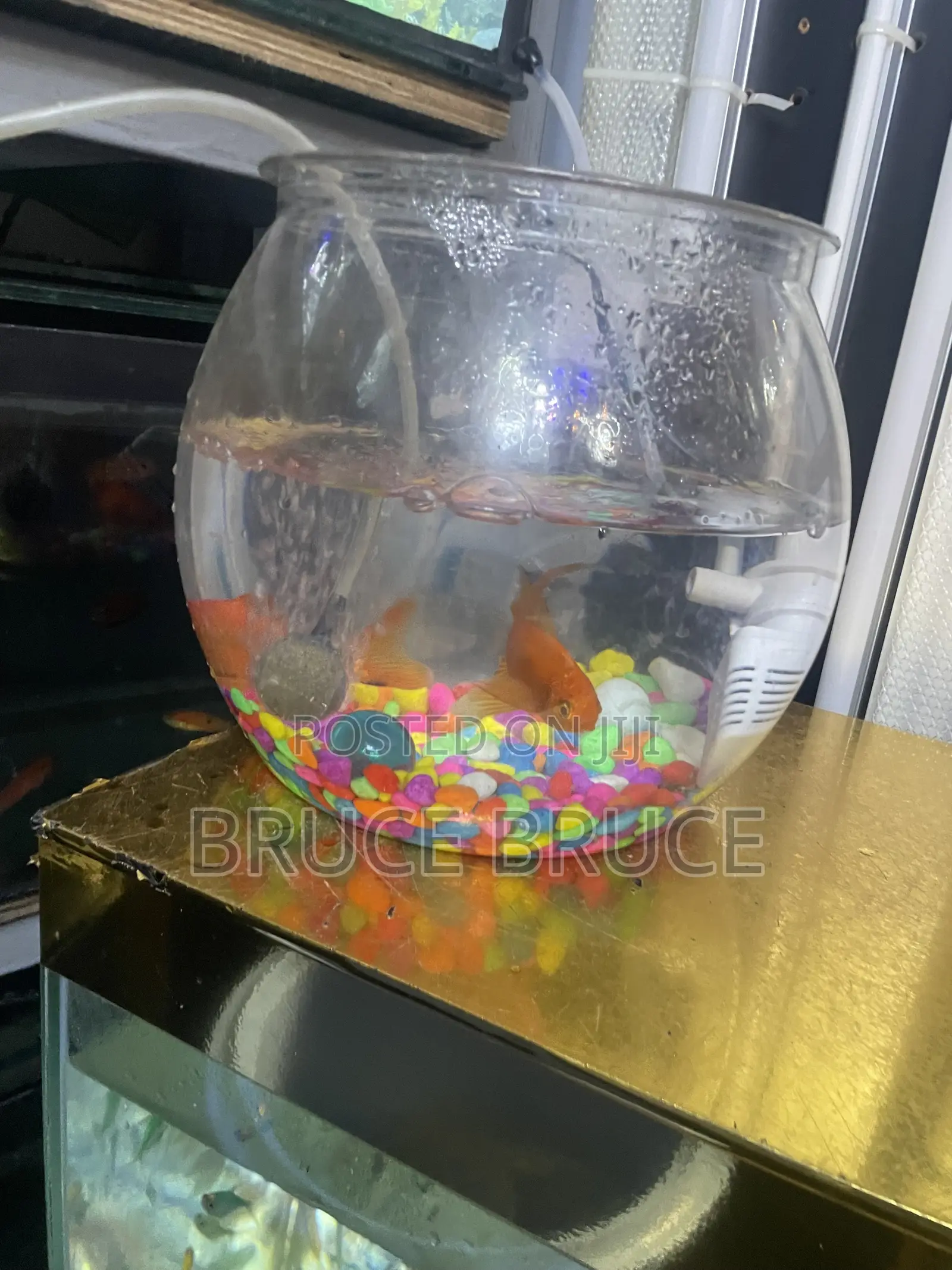 Fish Bowl for Sale