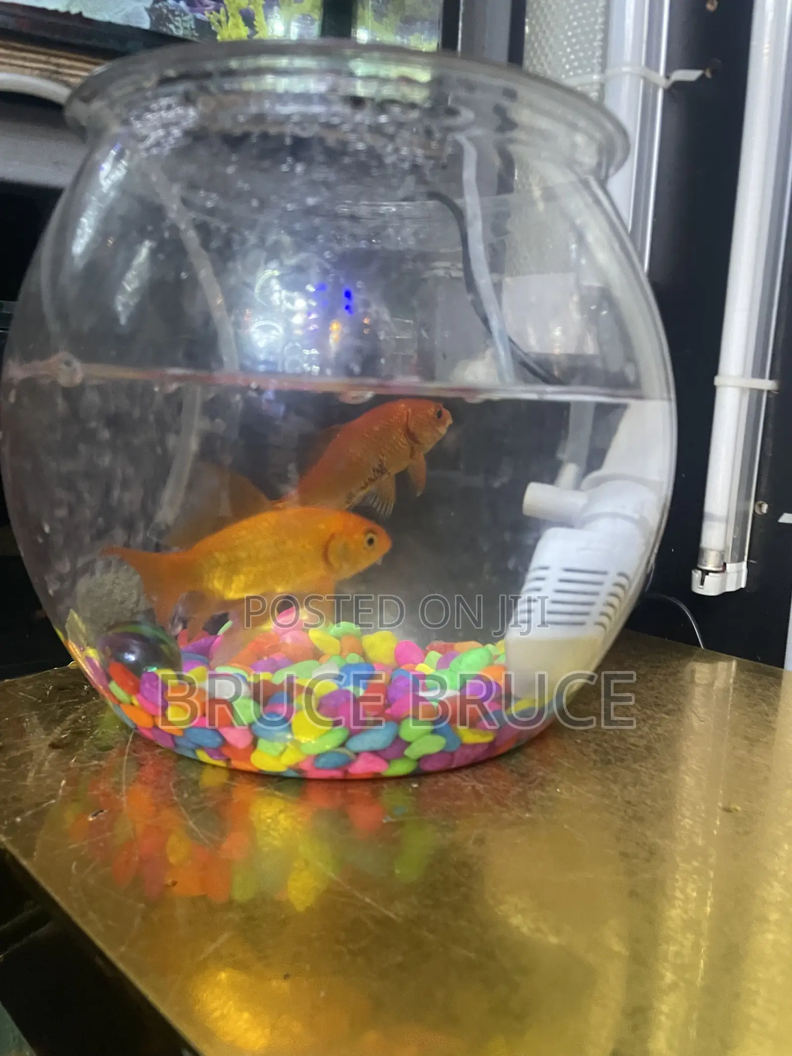 Fish Bowl for Sale