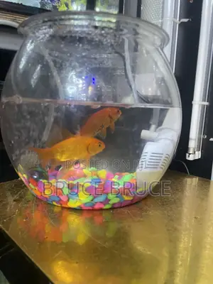 Fish Bowl for Sale
