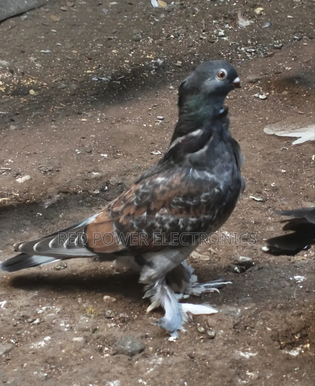 Shortbeak Pigeon Pair