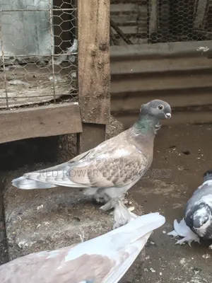 Shortbeak Pigeon Pair