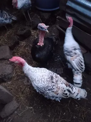 Three Tommy's for Sale