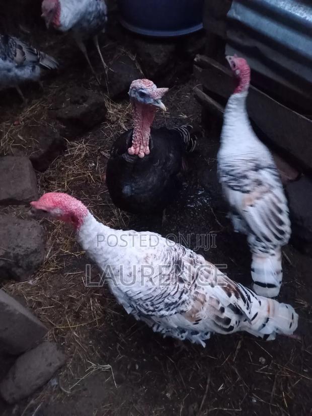 Three Tommy's for Sale