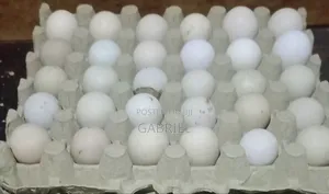 Selling Guinea Fowl Eggs