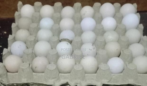 Selling Guinea Fowl Eggs - main view