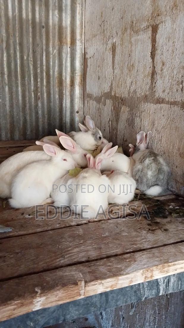 Strong, Active Breeding Rabbits – Great Genetics