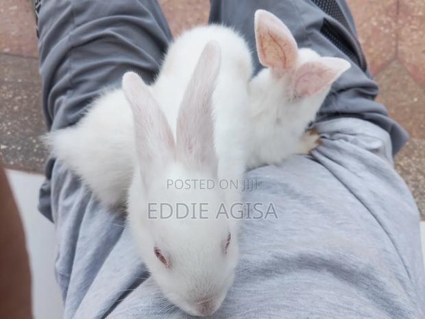 Strong, Active Breeding Rabbits – Great Genetics - thumbnail 2