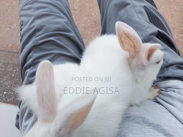 Strong, Active Breeding Rabbits – Great Genetics - thumbnail 3