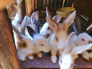 Rabbits Available