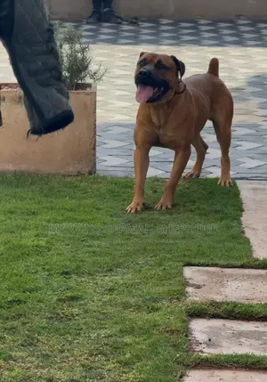 1+ year Male Purebred Bullmastiff