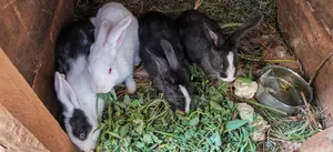 Rabbits for Sale