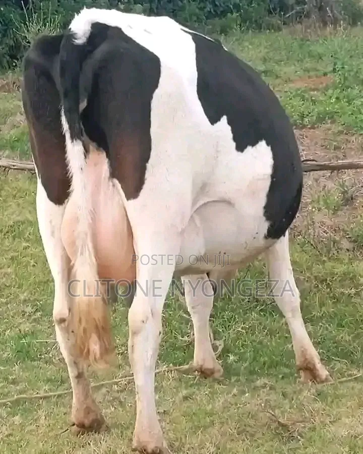 Holstein Freshian