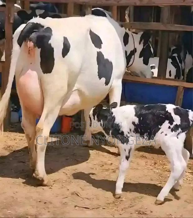 Holstein Freshian - main view