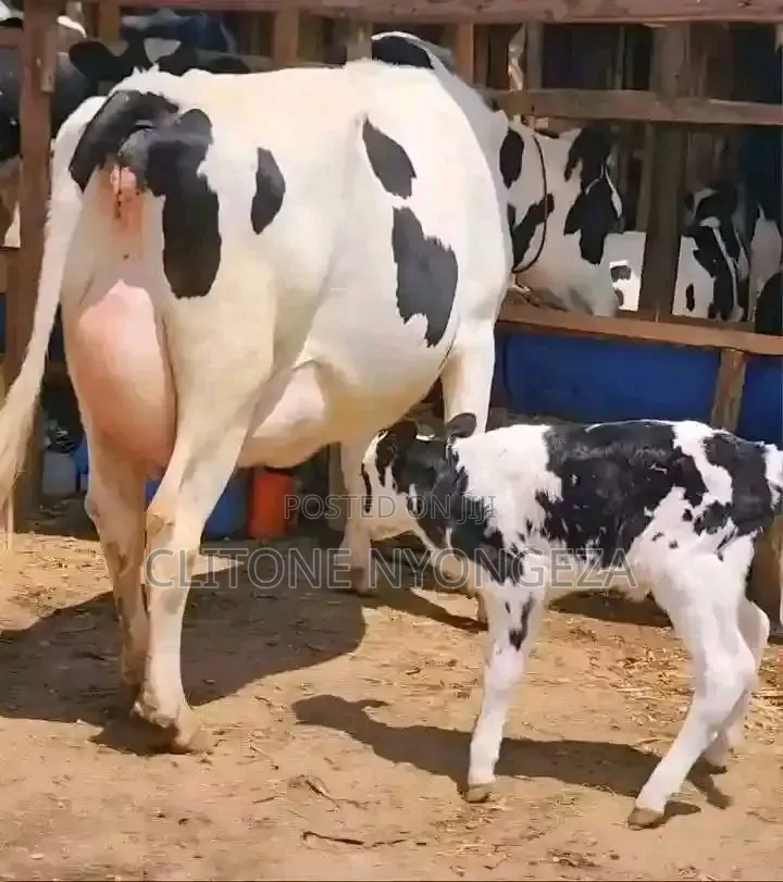 Holstein Freshian