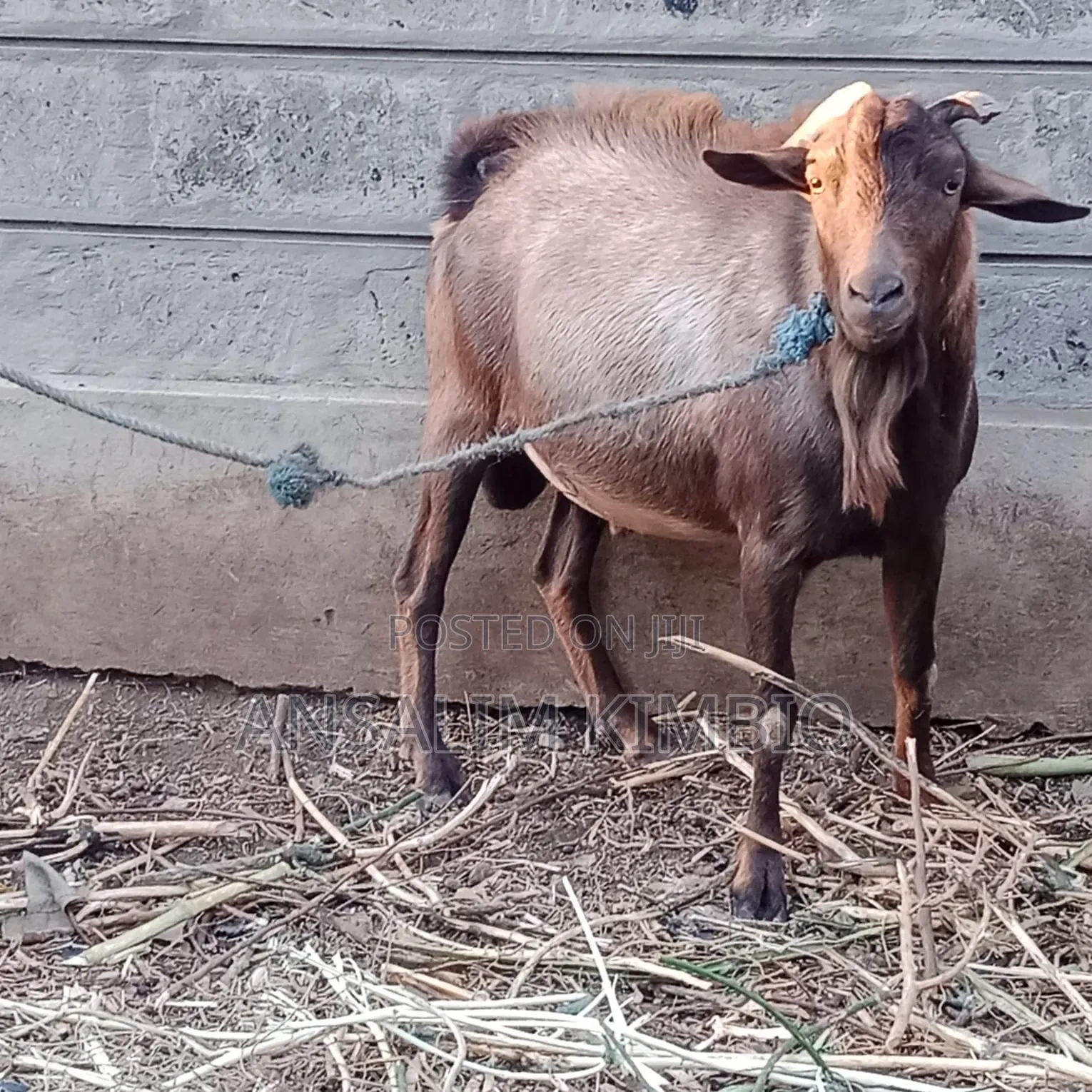 Male Alpine Goat
