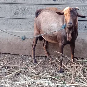 Male Alpine Goat